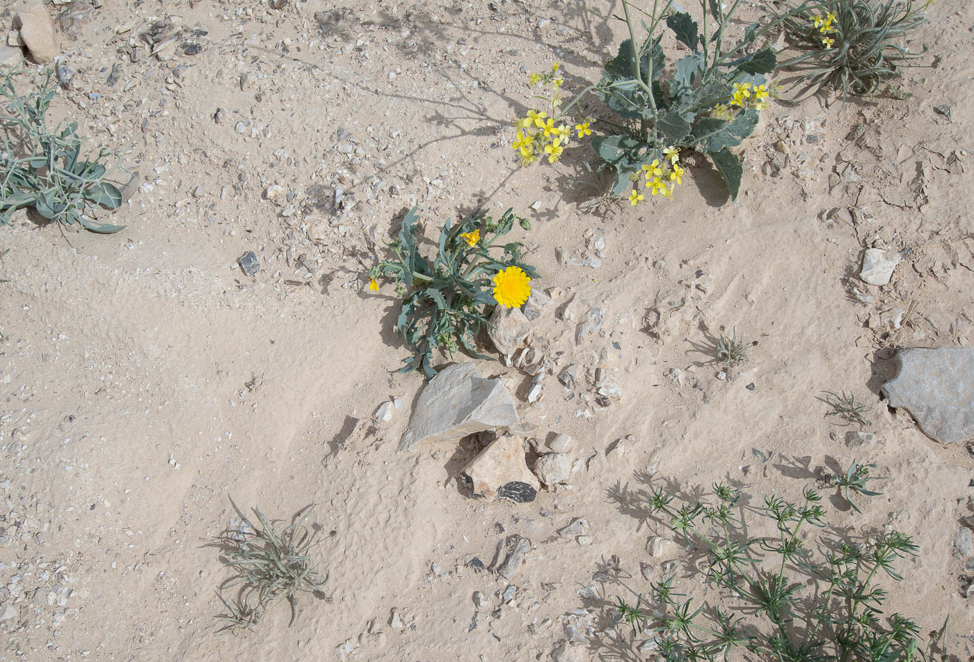 Image of Launaea angustifolia specimen.