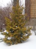 Thuja occidentalis