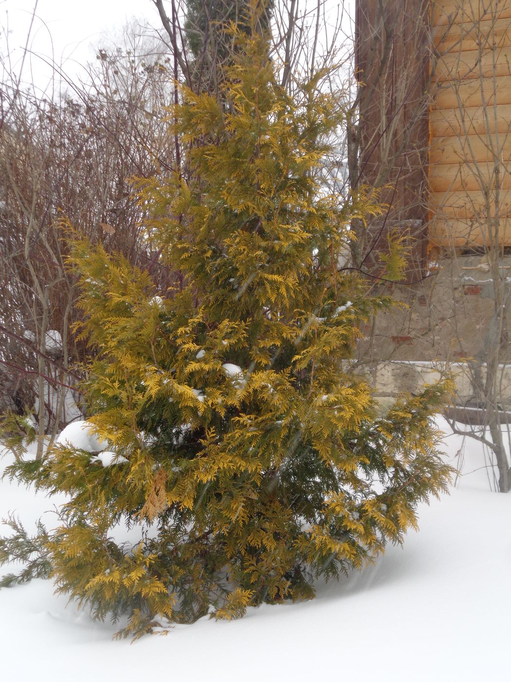 Изображение особи Thuja occidentalis.