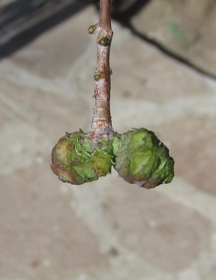 Image of Taxodium distichum specimen.