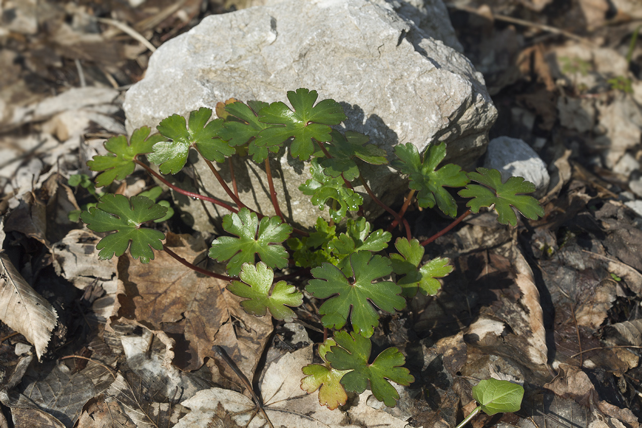 Изображение особи Geranium lucidum.