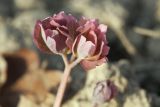 Aquilegia kamelinii. Молодой разворачивающийся лист. Костромская обл., Судиславский р-н, дер. Антипино, в культуре (происхождение семян - Амурский филиал Ботанического сада-института ДВО РАН). 24.04.2019.