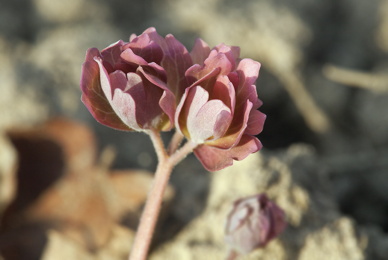 Image of Aquilegia kamelinii specimen.