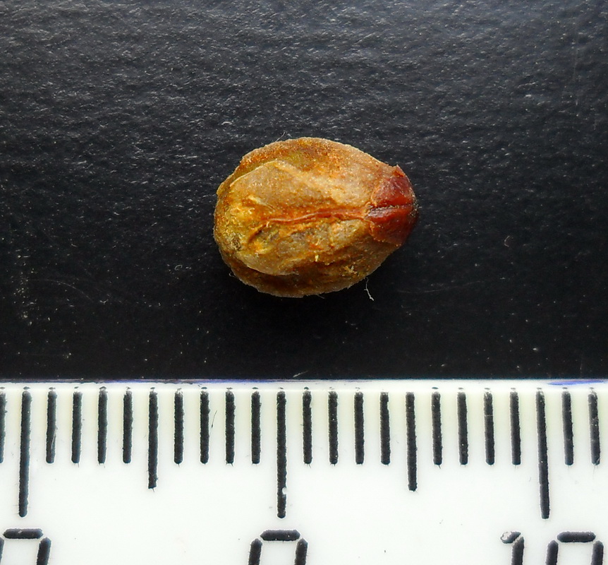 Image of Crataegus leiomonogyna specimen.