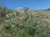 Pyrus salicifolia. Вегетирующее растение. Дагестан, окр. с. Талги, склон. 22.04.2019.