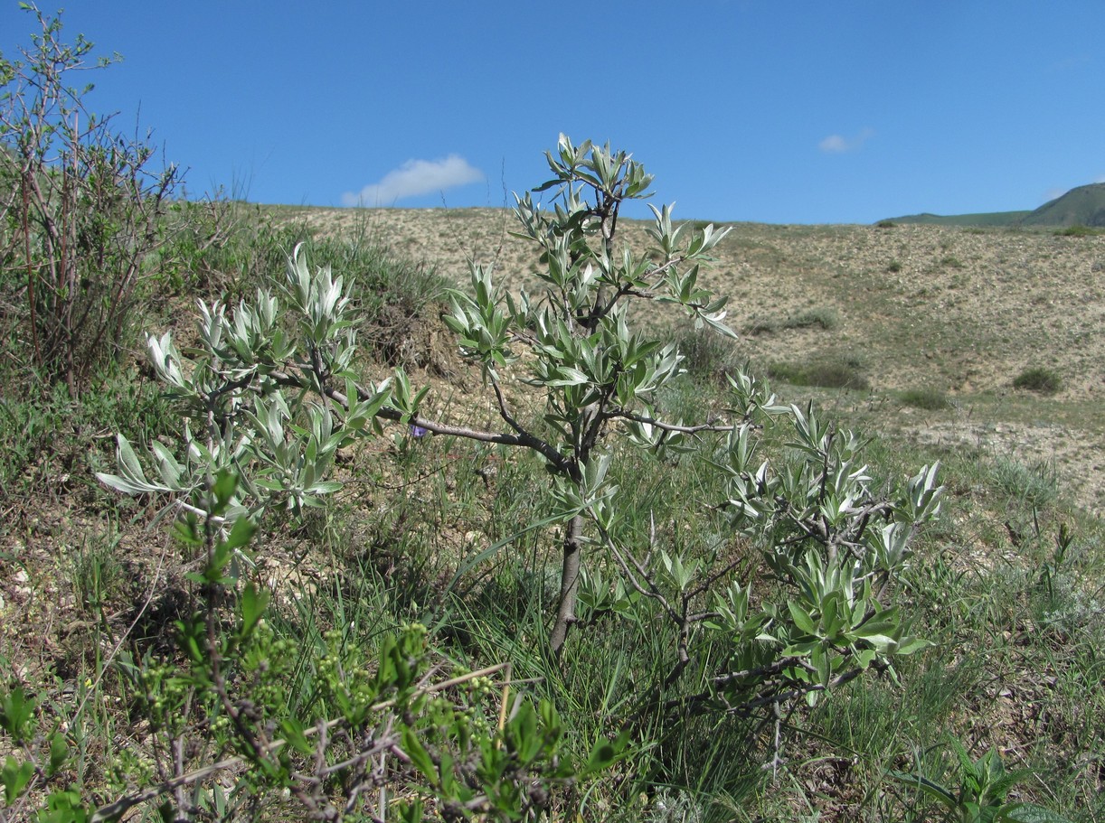 Изображение особи Pyrus salicifolia.