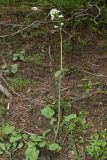 Valeriana ficariifolia