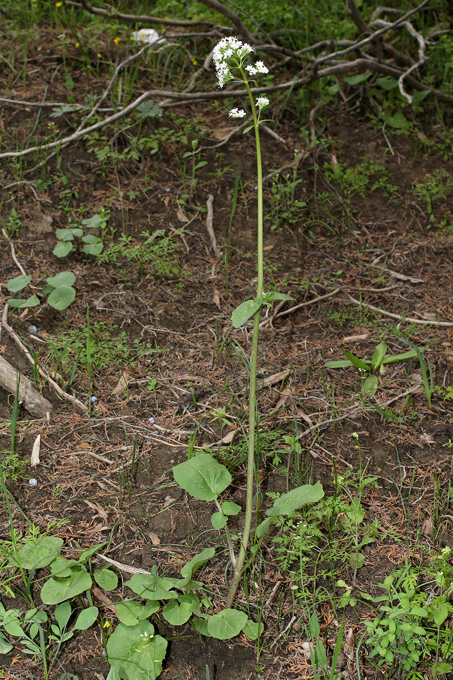 Изображение особи Valeriana ficariifolia.