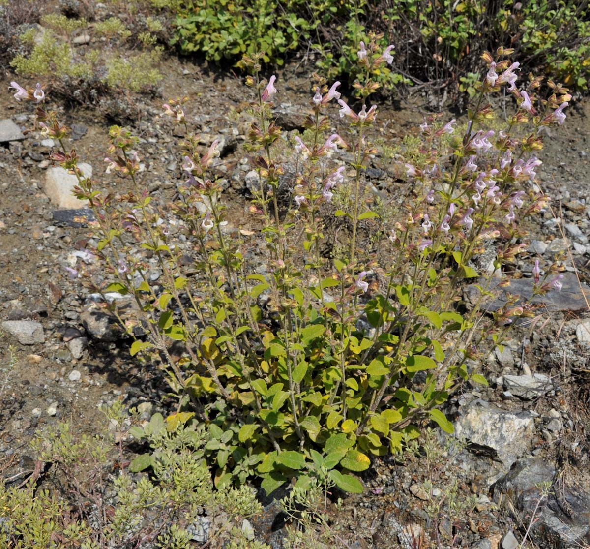 Image of Salvia willeana specimen.
