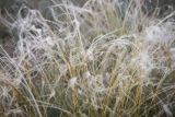 Stipa kirghisorum. Ости плодоносящих растений. Казахстан, Карагандинская обл., Улытауский р-н, водораздел реки Дуйсембай и сая Жаркудук, постпирогенное сообщество (2 года после пожара). 01.06.2019.