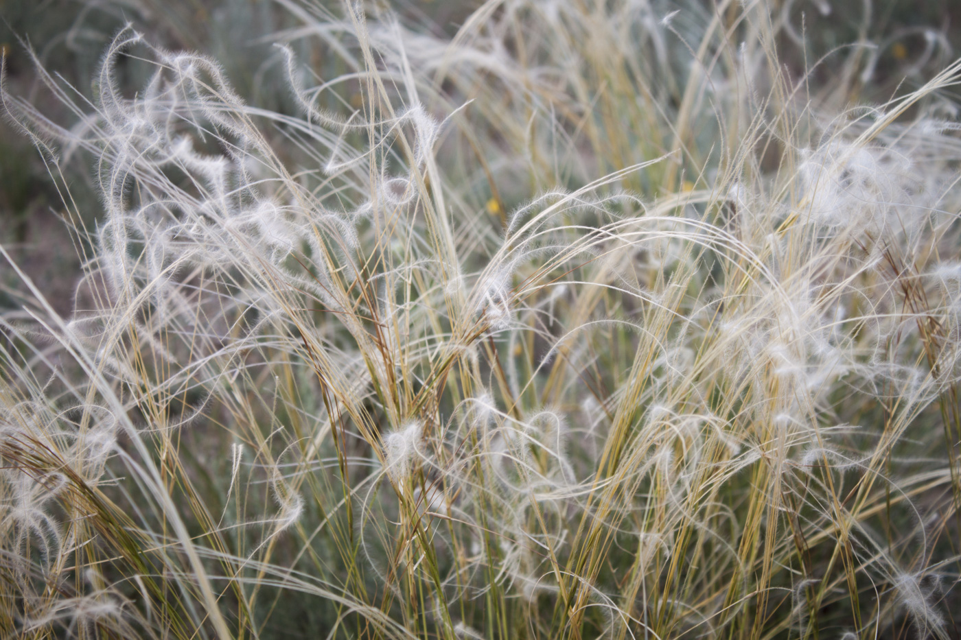 Изображение особи Stipa kirghisorum.