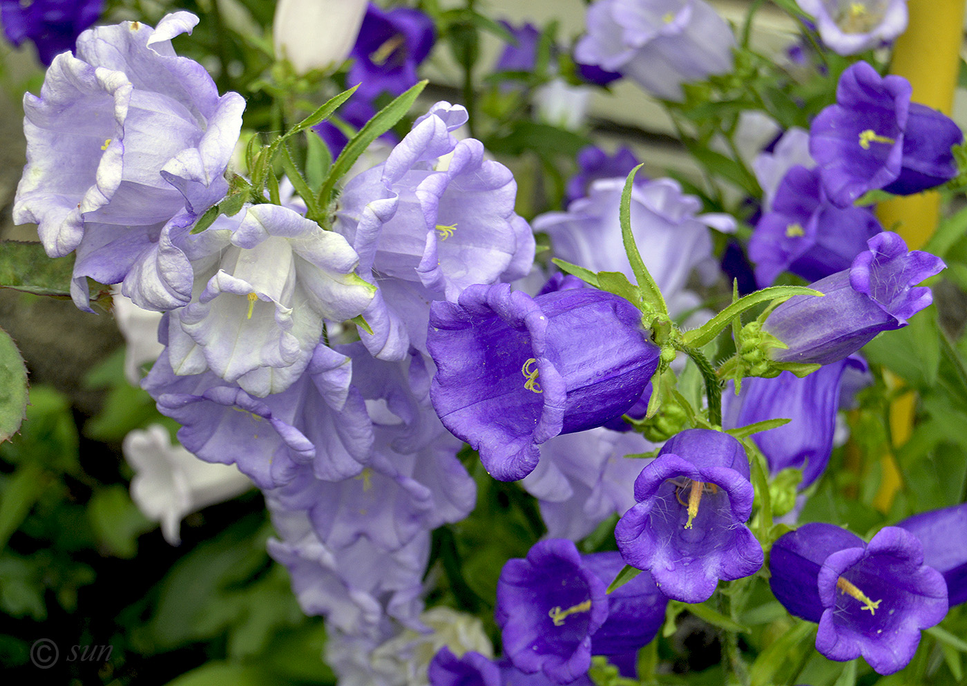 Изображение особи Campanula medium.