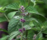 Mentha