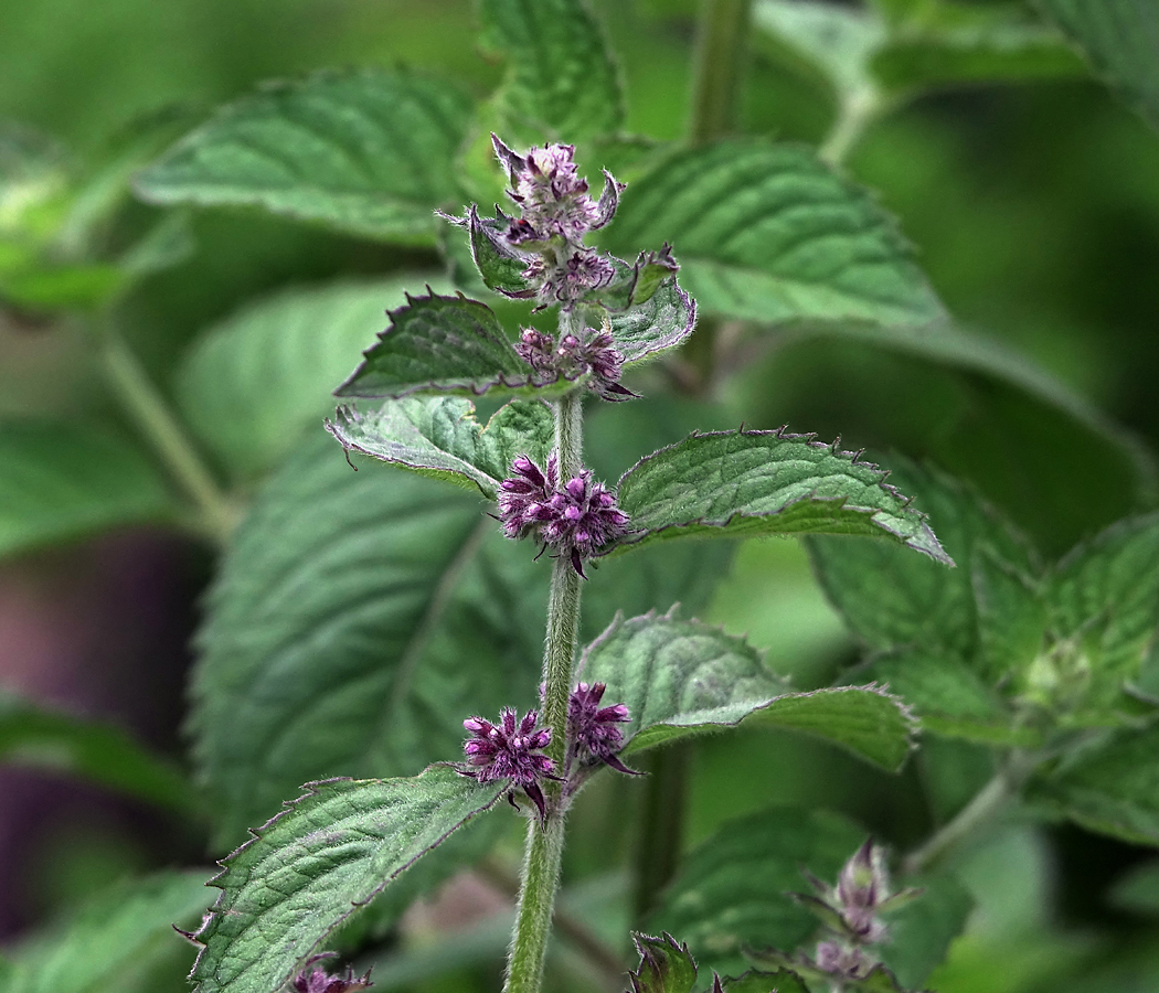 Изображение особи род Mentha.