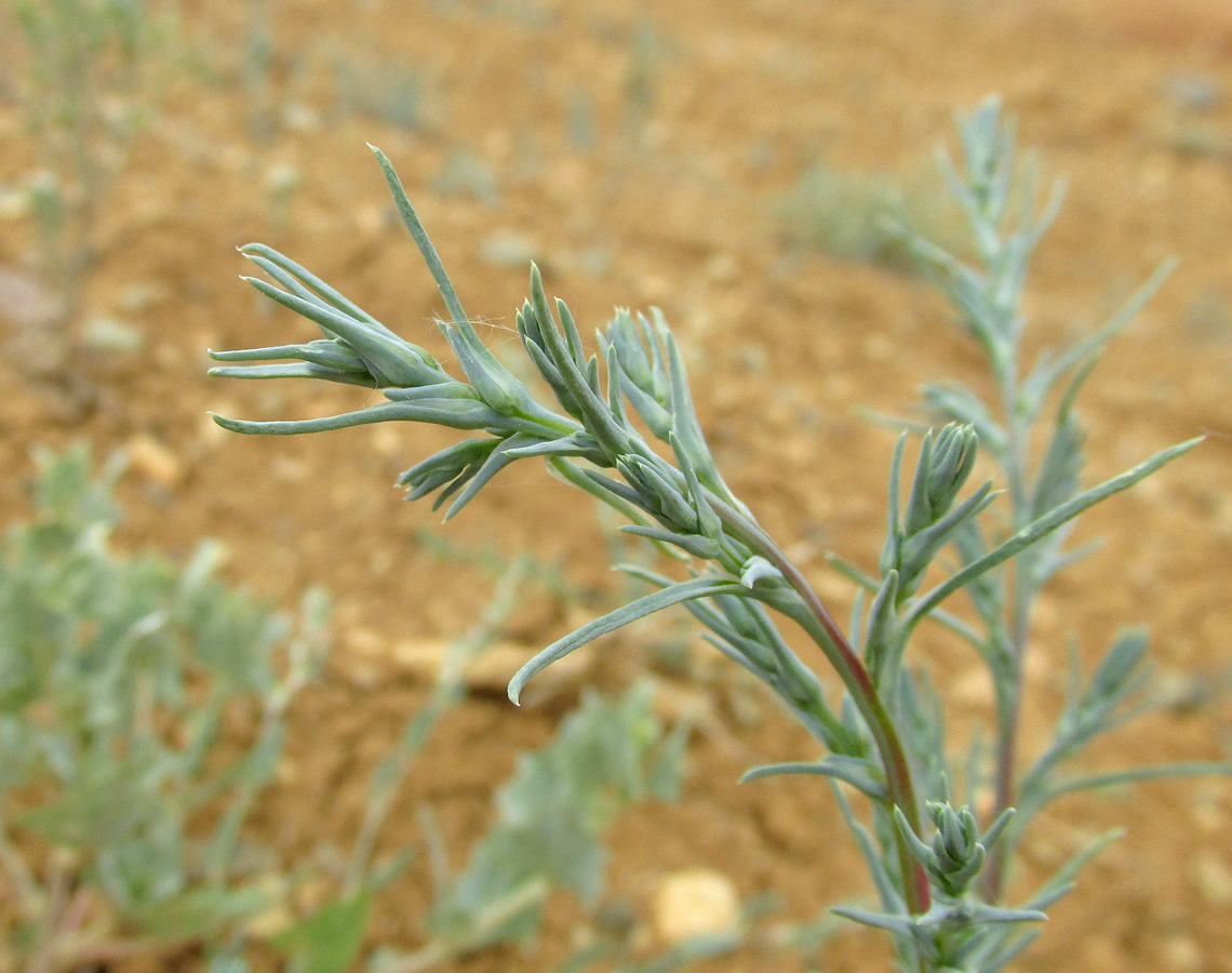 Изображение особи род Salsola.