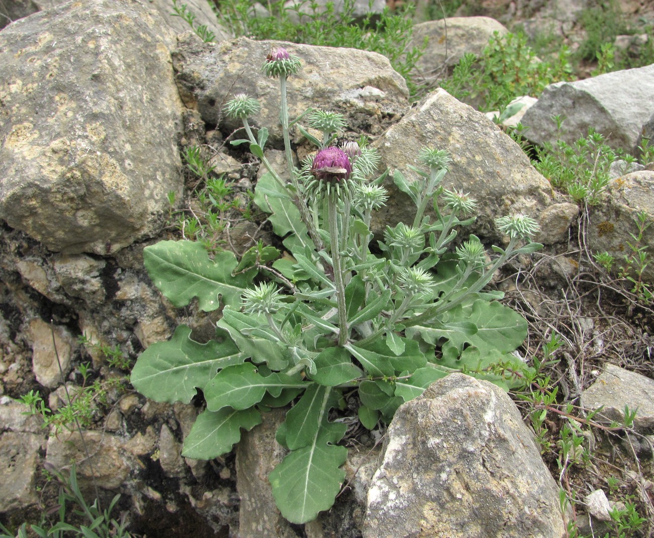 Image of Jurinea ruprechtii specimen.