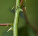 Erythrina herbacea