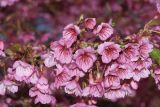 Prunus campanulata