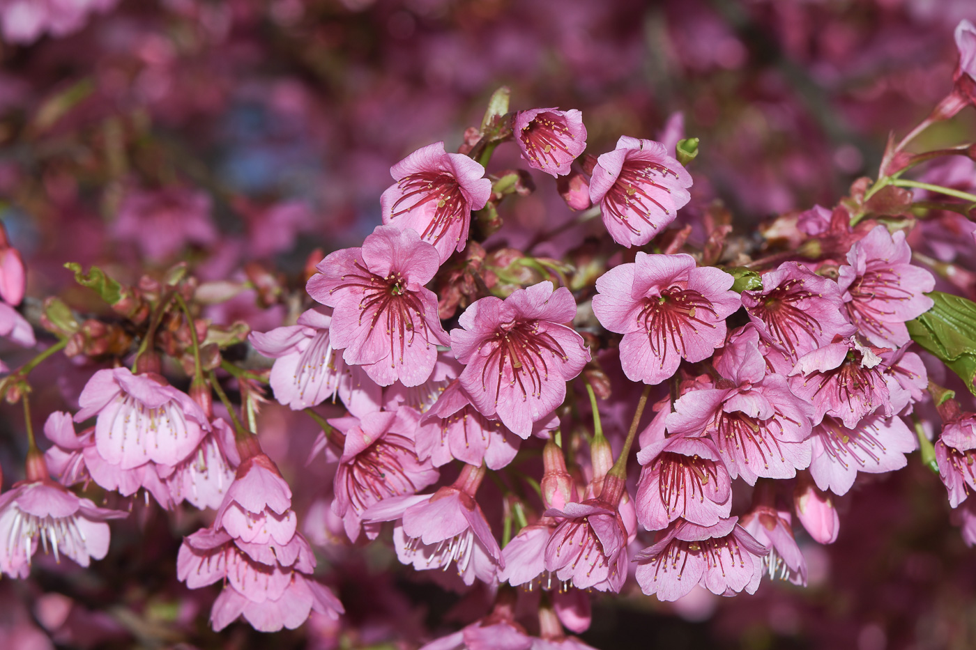 Image of Prunus campanulata specimen.