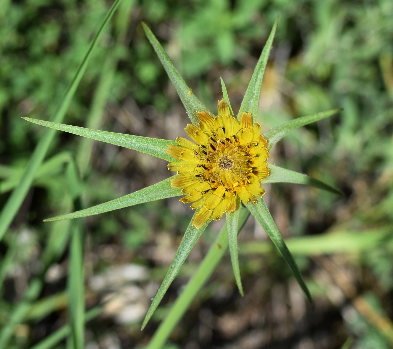 Image of Tragopogon turkestanicus specimen.