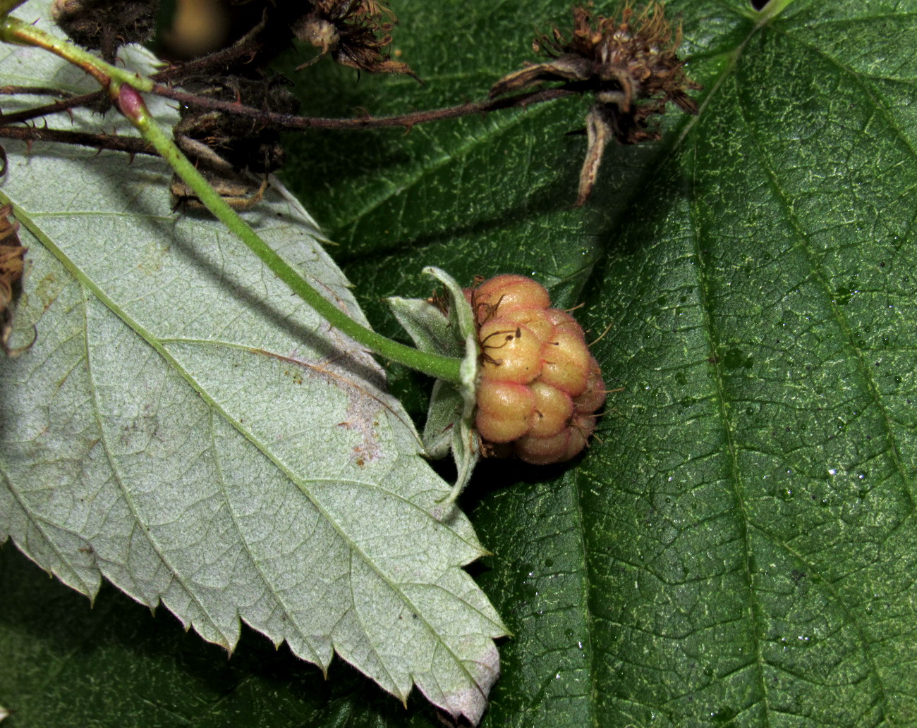 Изображение особи род Rubus.