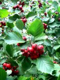 Crataegus chrysocarpa var. rotundifolia