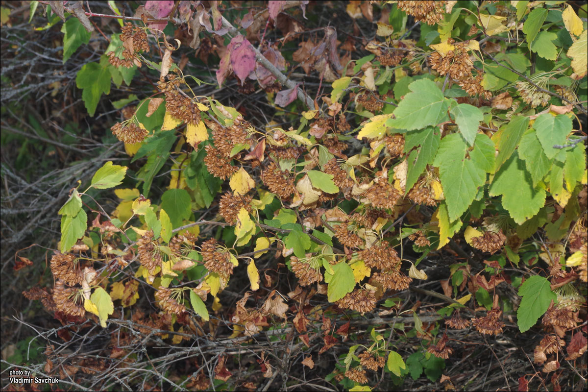 Image of Physocarpus opulifolius specimen.