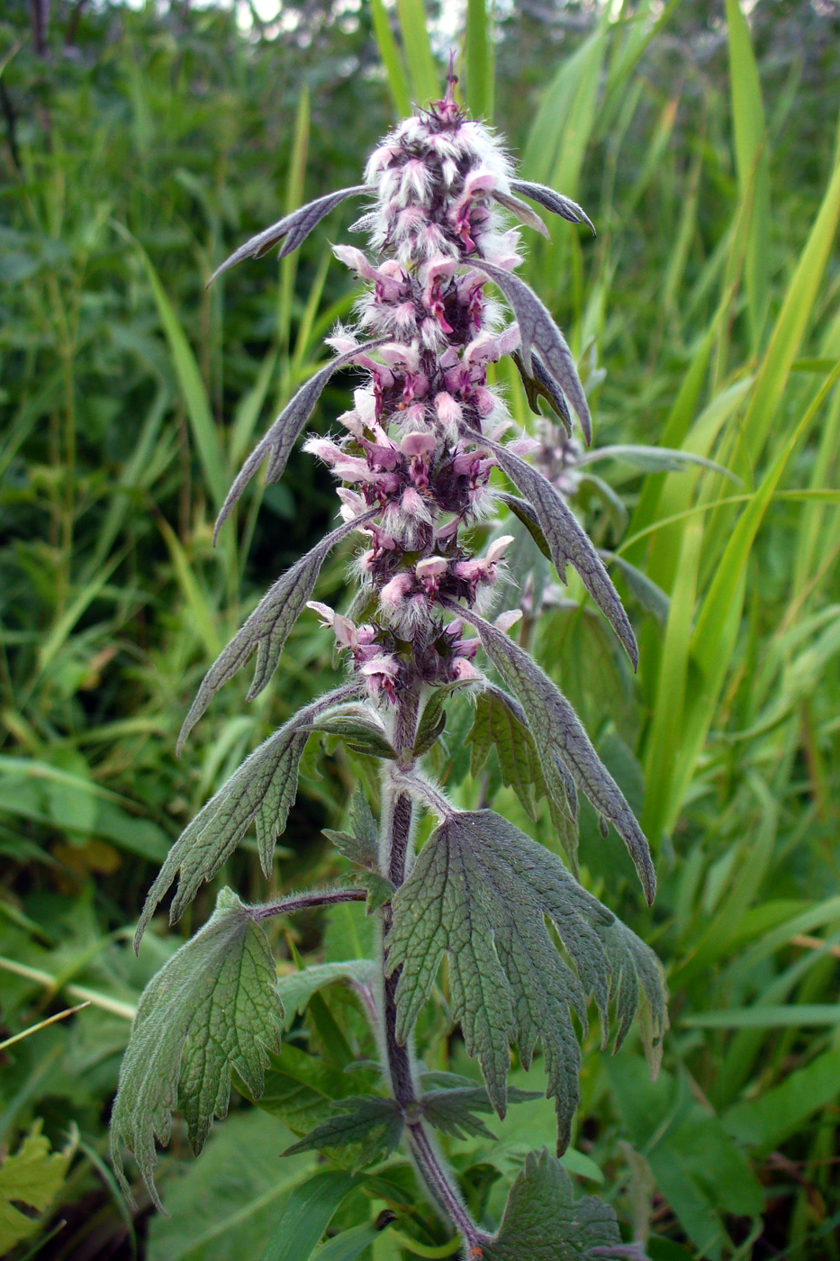 Image of Leonurus quinquelobatus specimen.