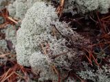 Cladonia stellaris