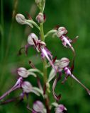 Himantoglossum calcaratum. Часть соцветия. Сербия, горный массив Златибор, ущелье р. Гостилье, влажный луг на берегу реки. 13.07.2019.