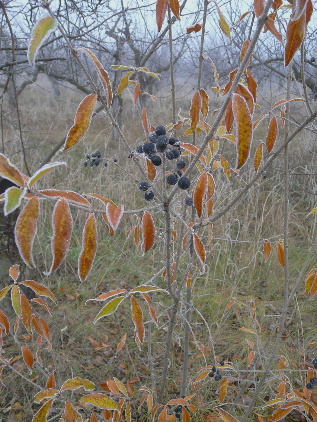 Изображение особи Ligustrum vulgare.