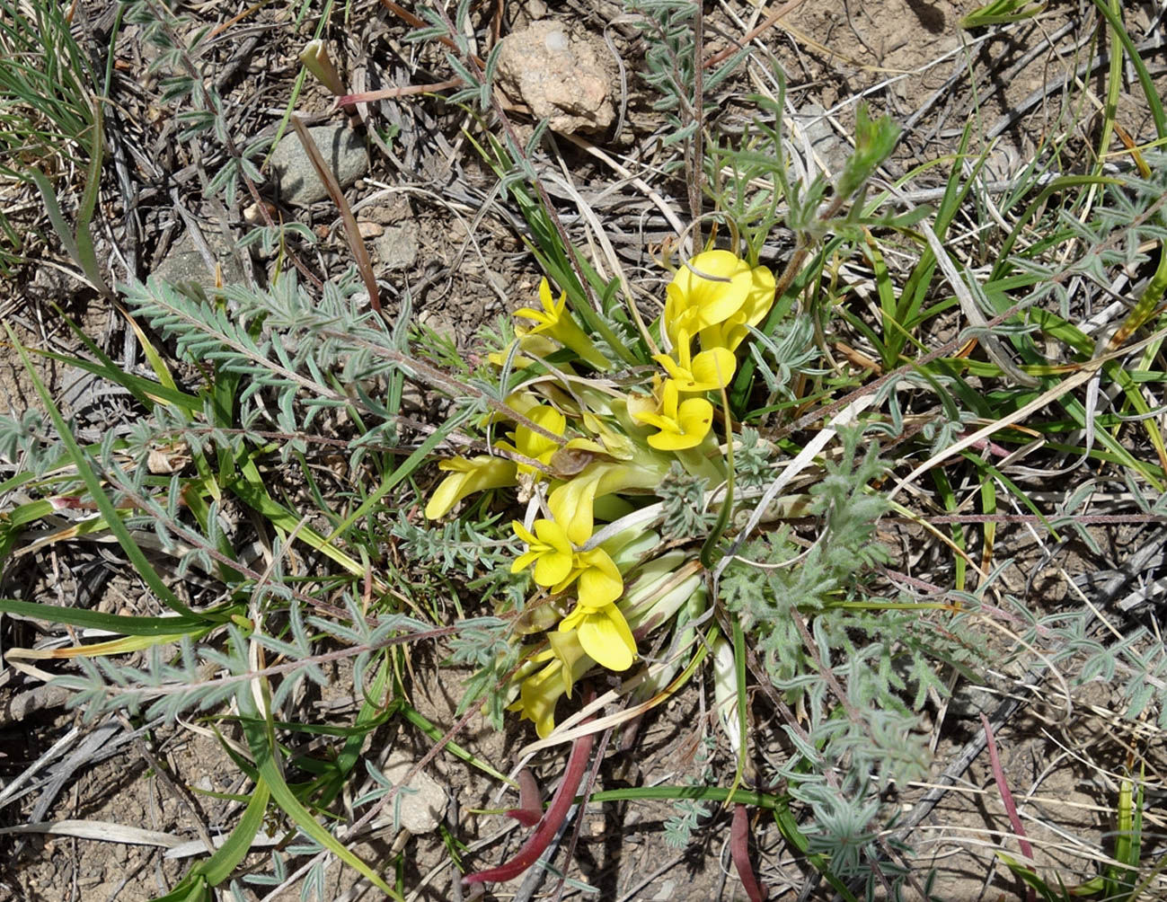 Изображение особи Astragalus alatavicus.