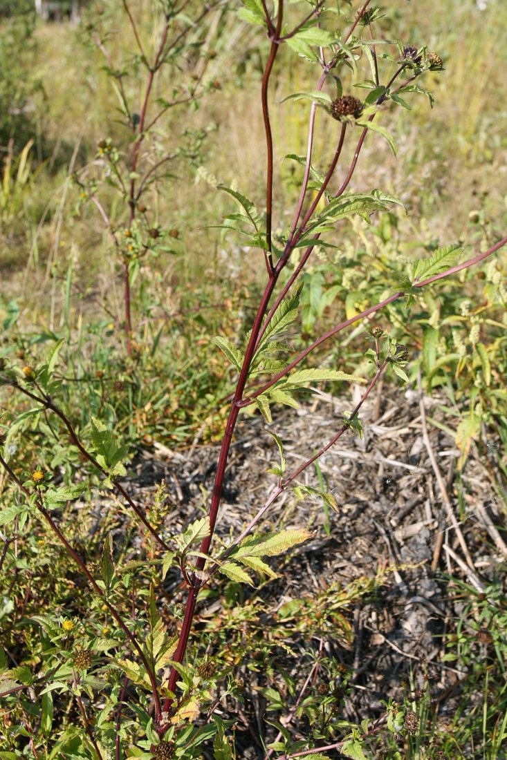 Image of Bidens tripartita specimen.