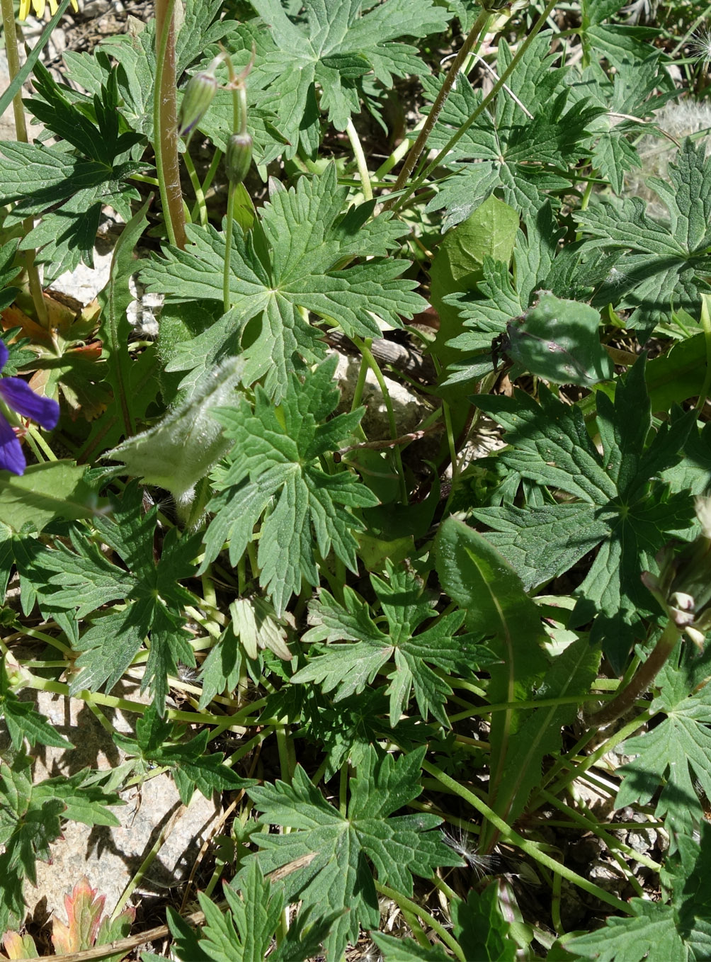 Image of Geranium saxatile specimen.