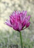 Allium inderiense