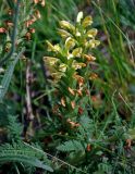 Pedicularis kaufmannii