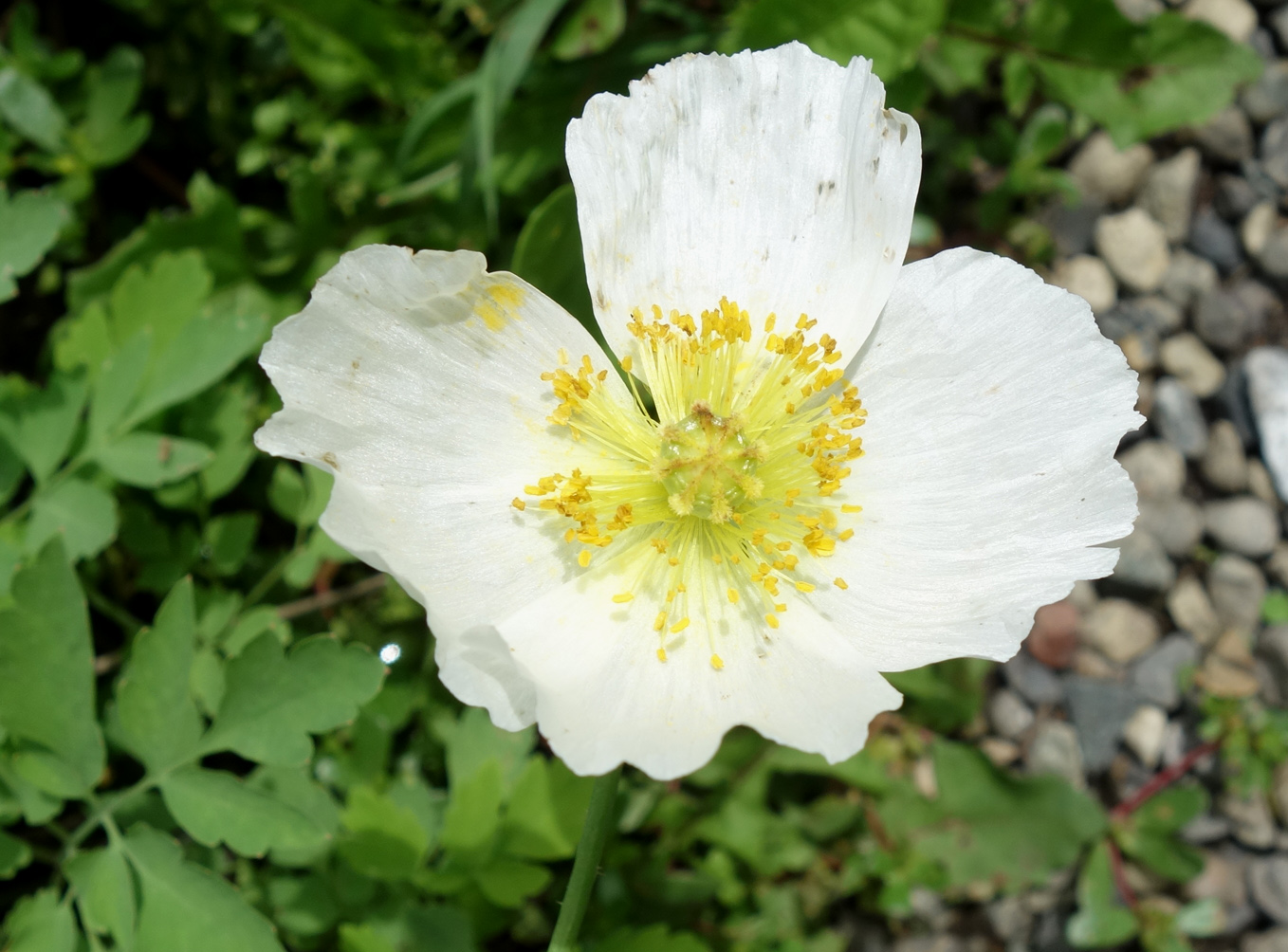 Изображение особи Papaver amurense.