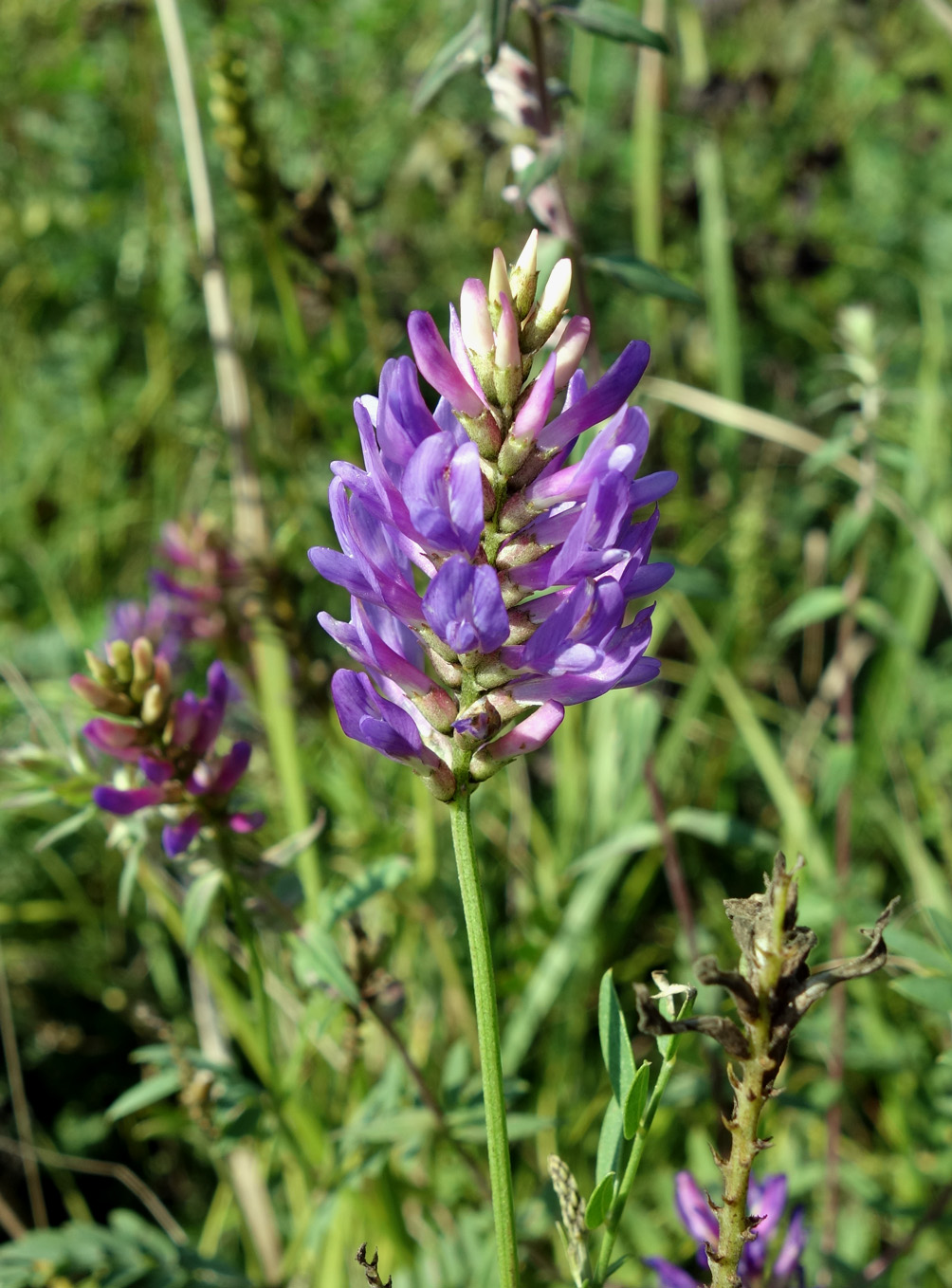 Изображение особи Astragalus adsurgens.