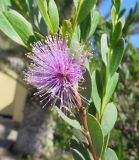 Melaleuca nesophila. Часть веточки с соцветием. Намибия, регион Erongo, г. Свакопмунд, территория гостиницы. 04.03.2020.