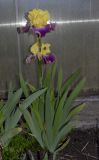 Iris &times; hybrida