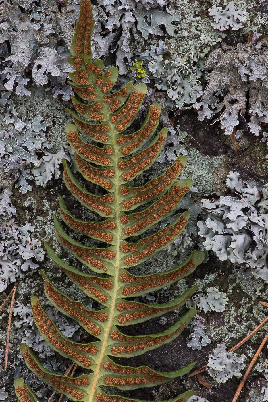 Image of Polypodium vulgare specimen.