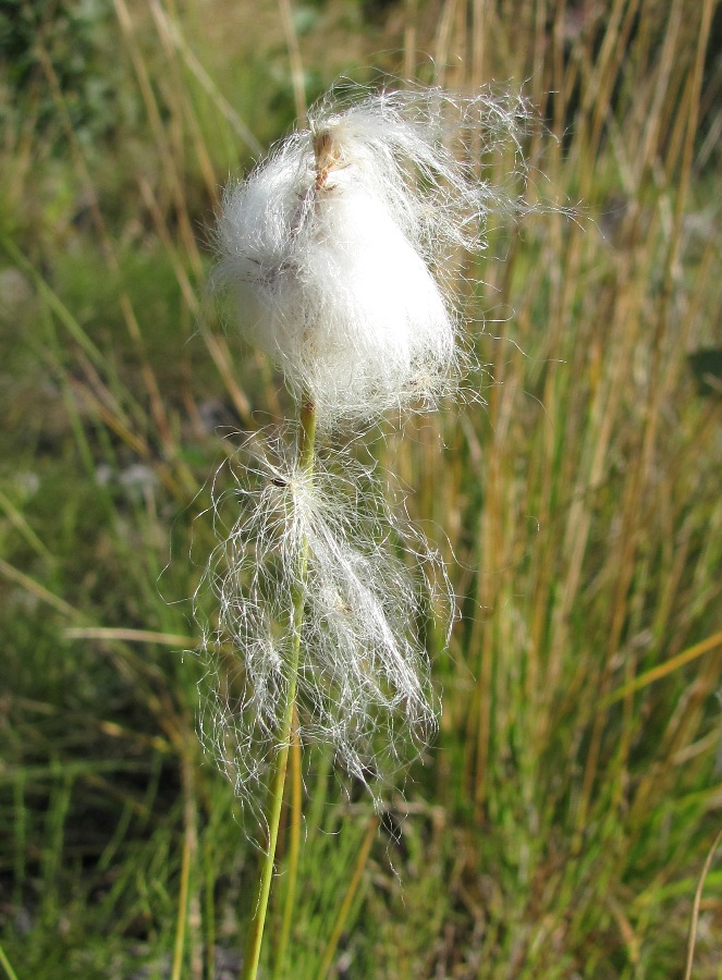 Image of Eriophorum scheuchzeri specimen.