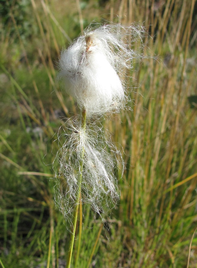 Изображение особи Eriophorum scheuchzeri.