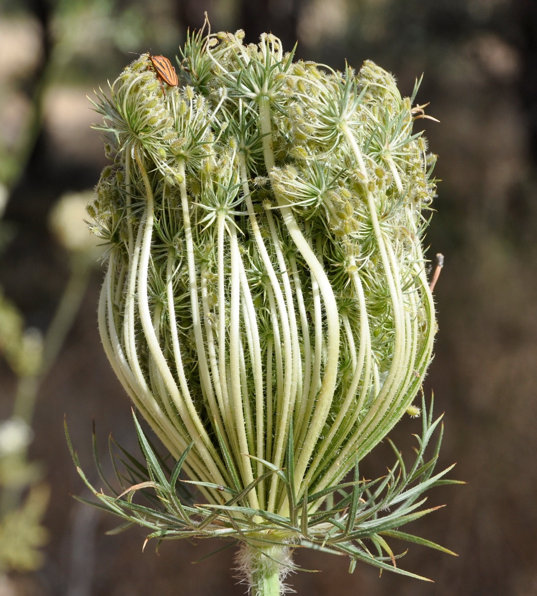 Изображение особи род Daucus.