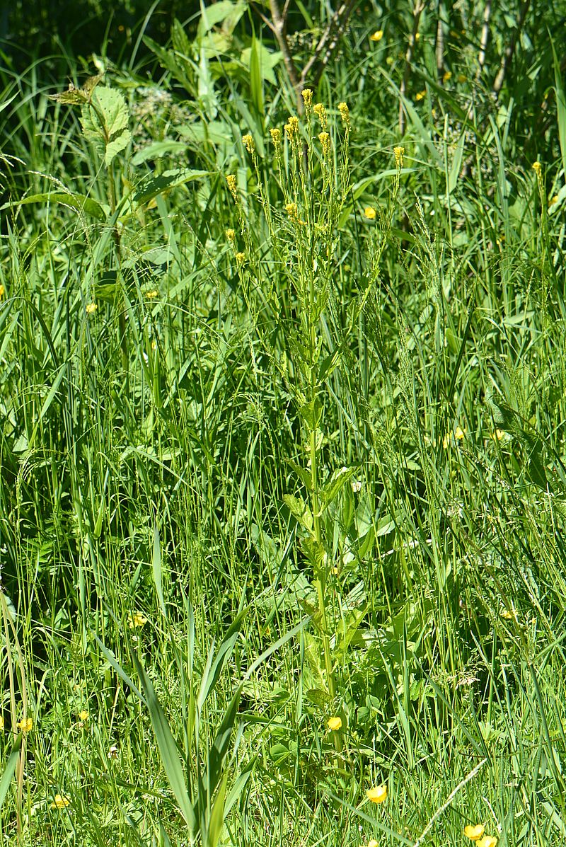 Image of Barbarea stricta specimen.