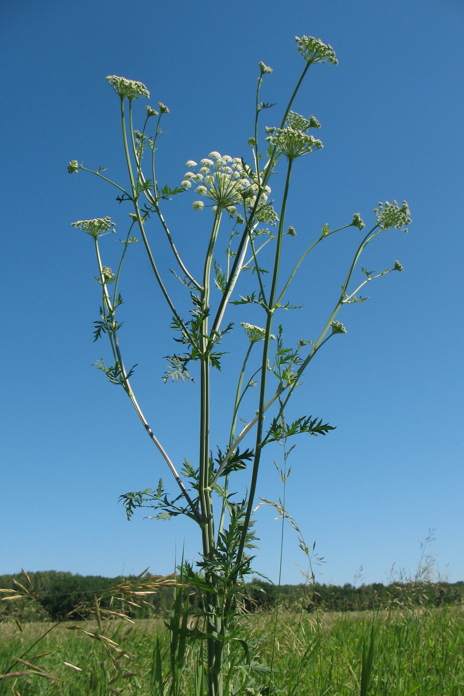 Image of Seseli libanotis specimen.