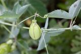 Basananthe triloba