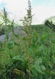Rumex longifolius