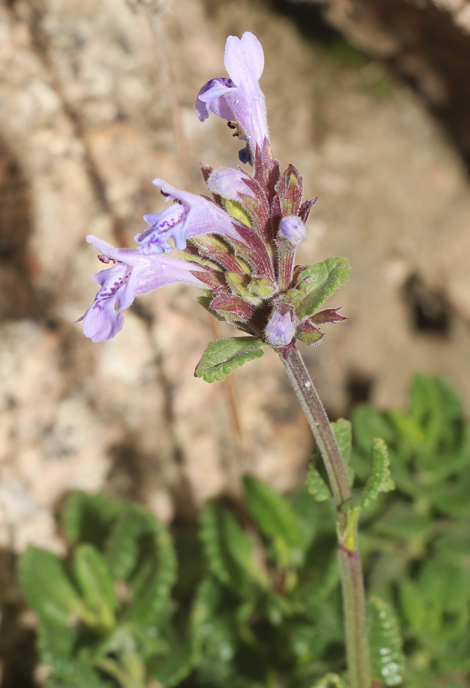 Image of Dracocephalum oblongifolium specimen.