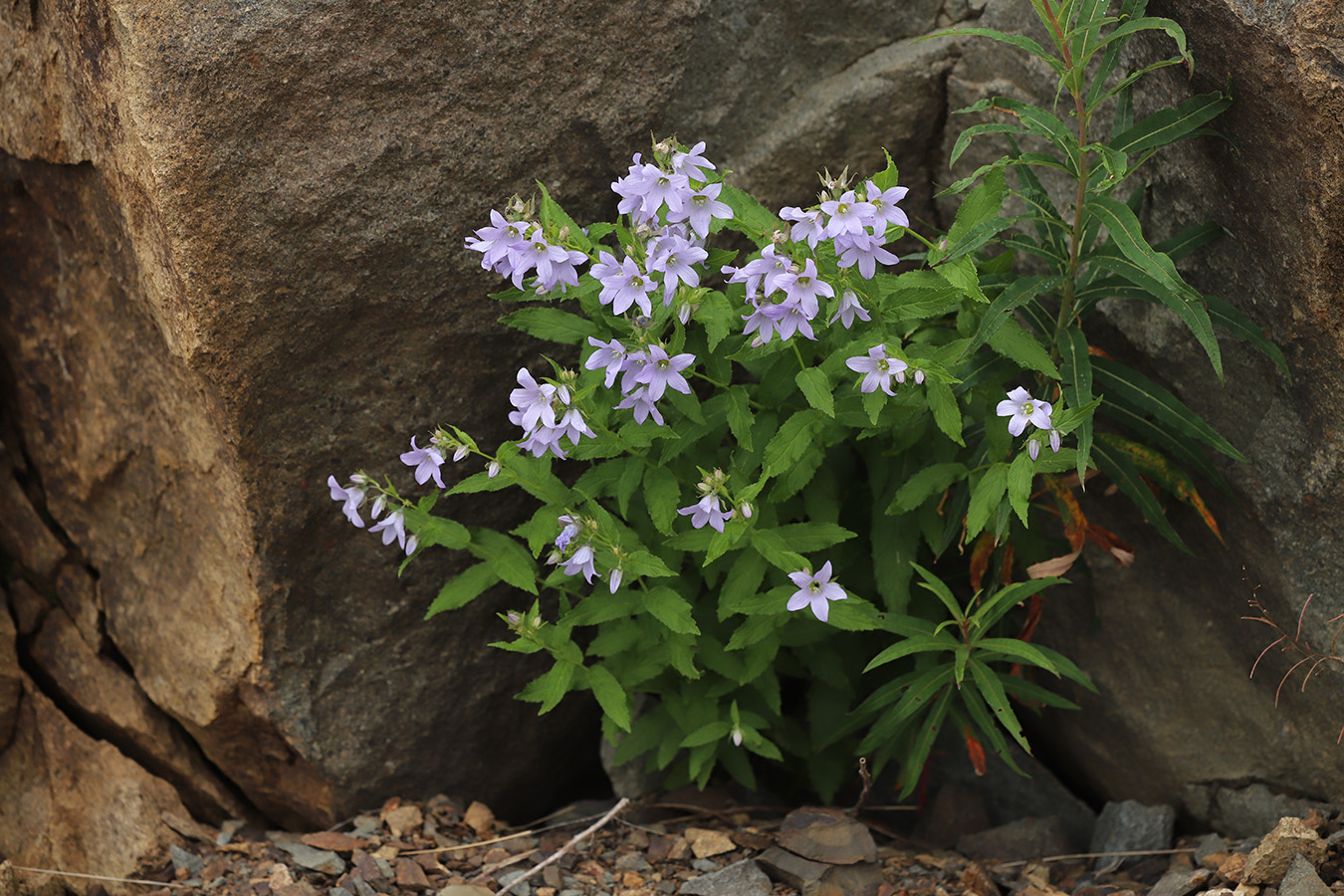 Изображение особи Gadellia lactiflora.